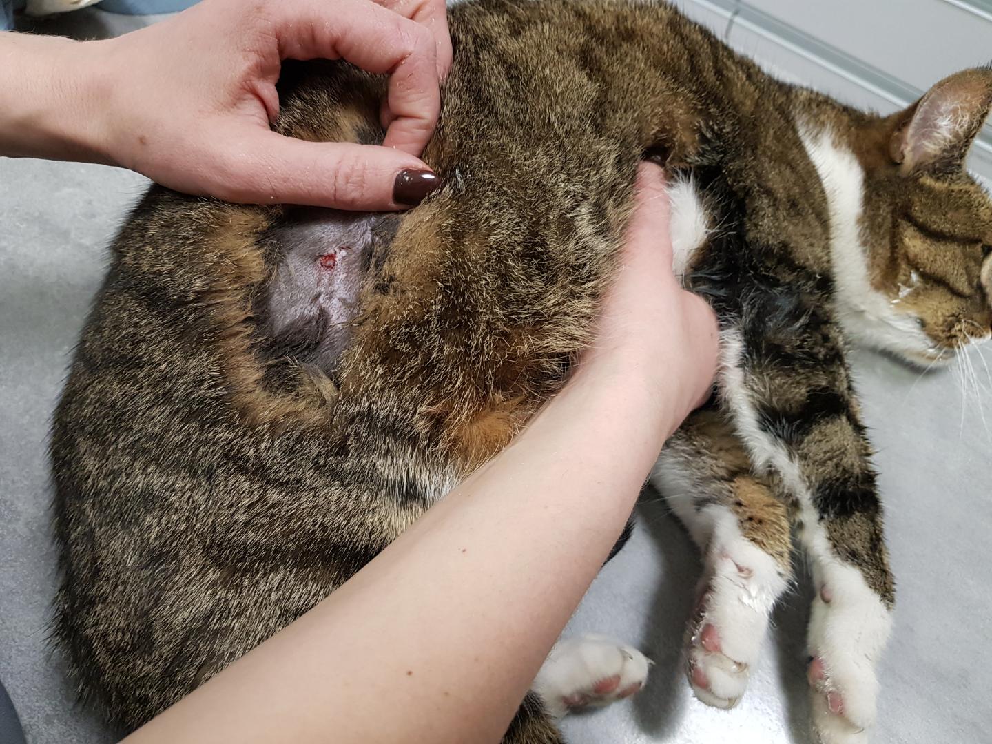 Kot postrzelony ze śrutu
