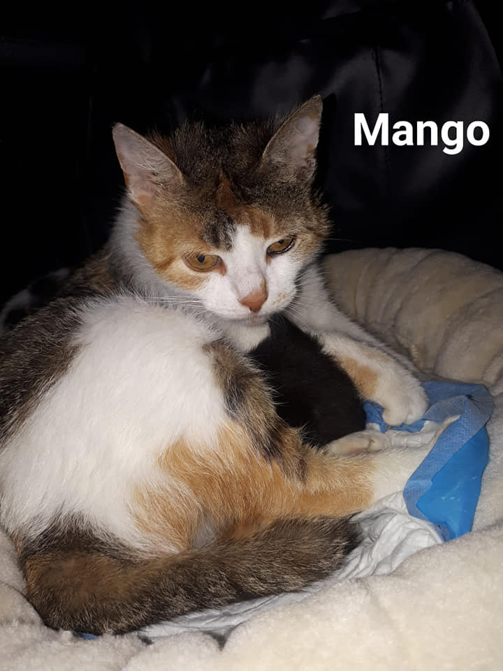 MANGO adoptowana