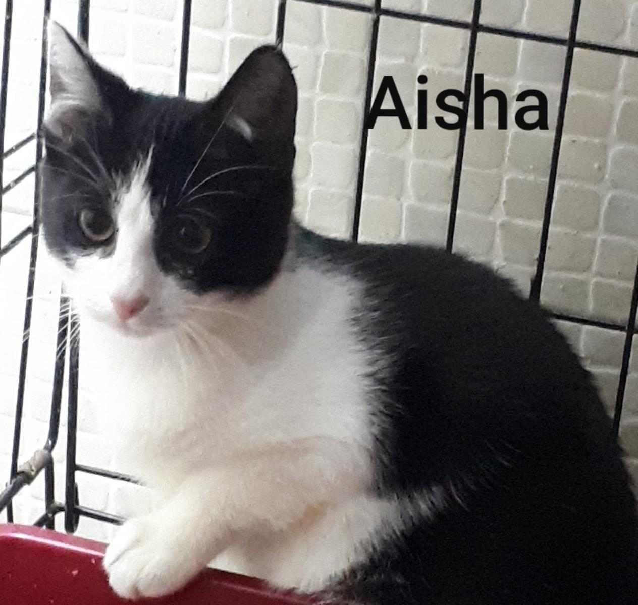 Aisha adoptowana