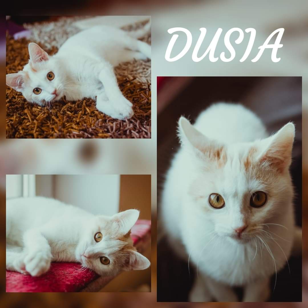 Dusia